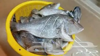 شوي خارجي استراحات منازل قصور مزارع شيف عماد 58