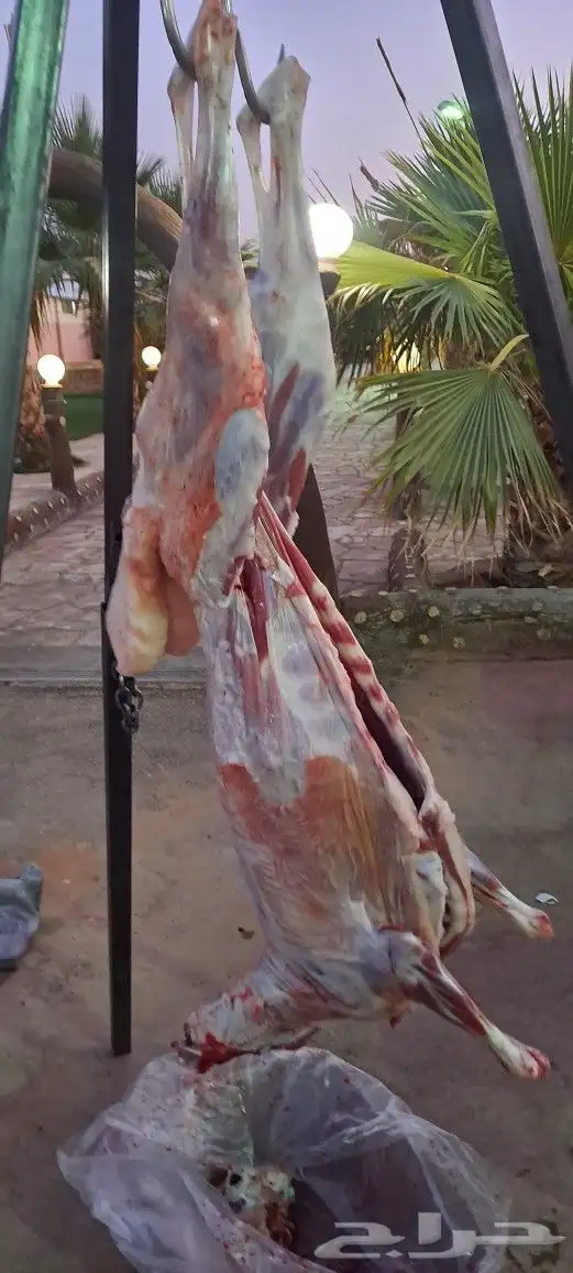 معلم مشاوي شواء 0