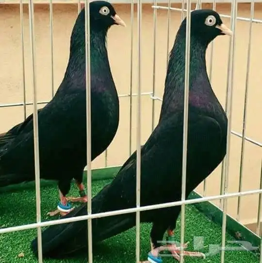 مطلوووب جوز نفس اللي ف الصورة تم إضافة صور .. 0