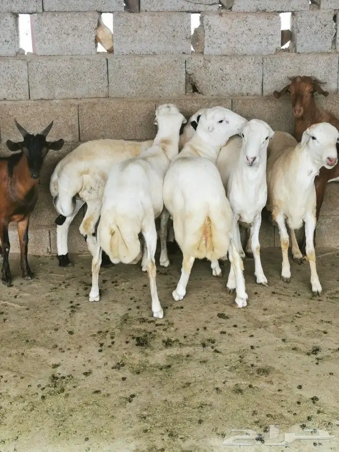 تيوس _خرفان _حري _بلدي للبيع الموقع العارضه 16