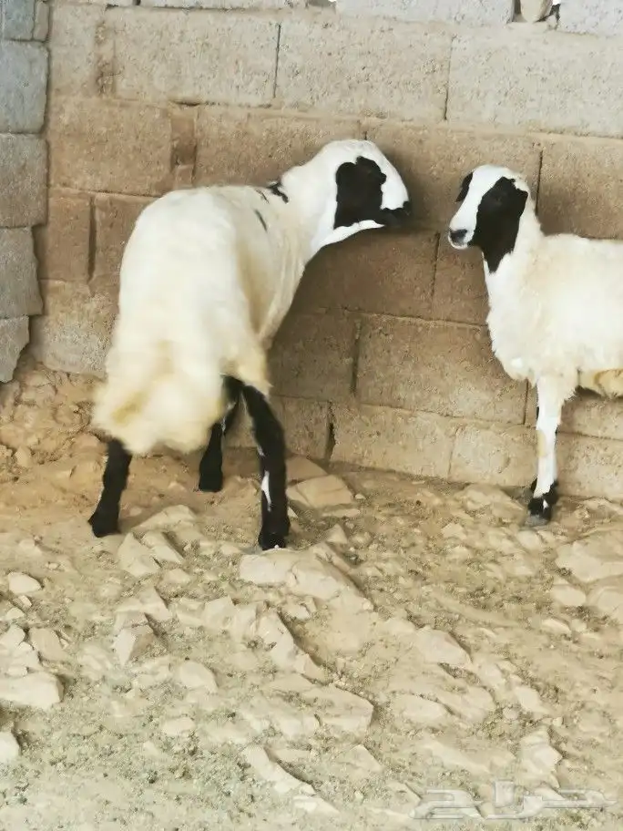 تيوس _خرفان _حري _بلدي للبيع الموقع العارضه 24