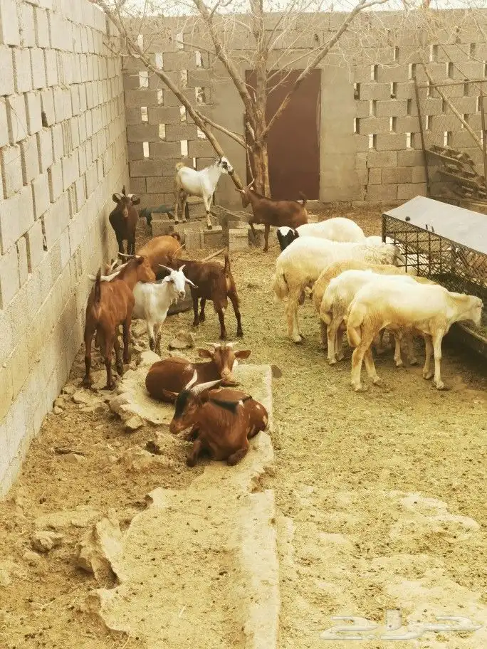 تيوس _خرفان _حري _بلدي للبيع الموقع العارضه 6