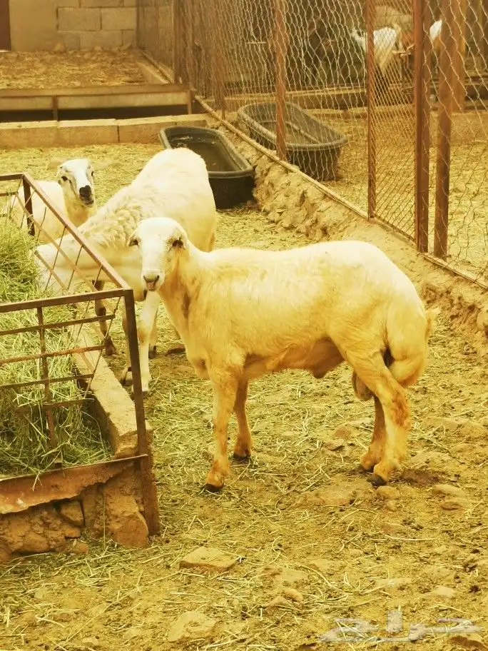 تيوس _خرفان _حري _بلدي للبيع الموقع العارضه 21