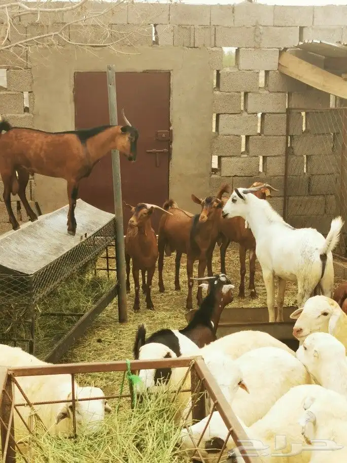 تيوس _خرفان _حري _بلدي للبيع الموقع العارضه 22