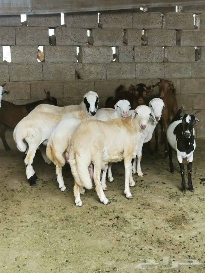 تيوس _خرفان _حري _بلدي للبيع الموقع العارضه 17