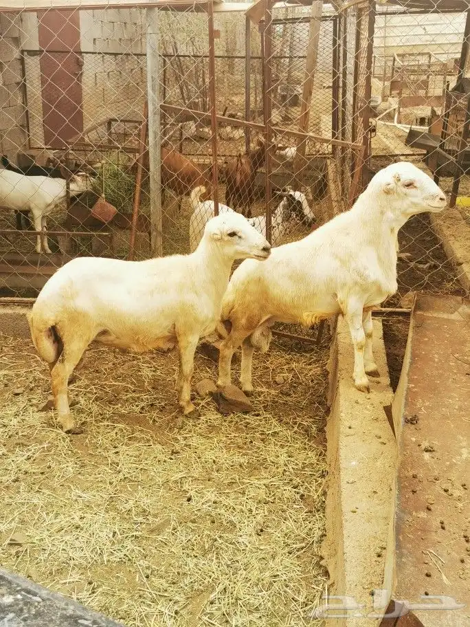 تيوس _خرفان _حري _بلدي للبيع الموقع العارضه 12