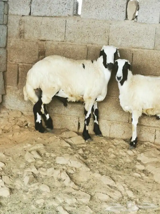 تيوس _خرفان _حري _بلدي للبيع الموقع العارضه 27