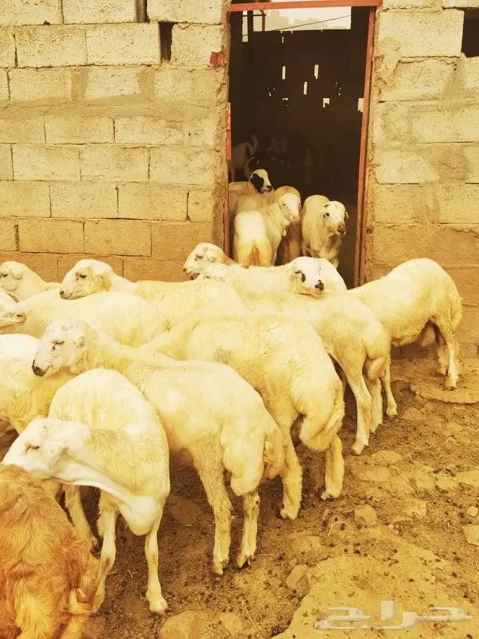 تيوس _خرفان _حري _بلدي للبيع الموقع العارضه 13