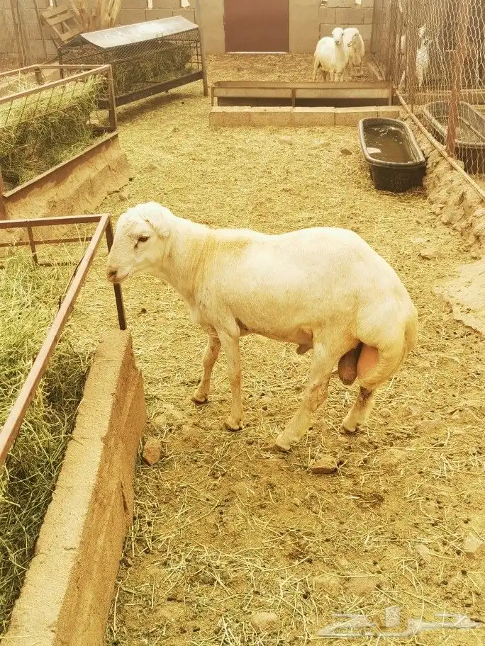 تيوس _خرفان _حري _بلدي للبيع الموقع العارضه 15