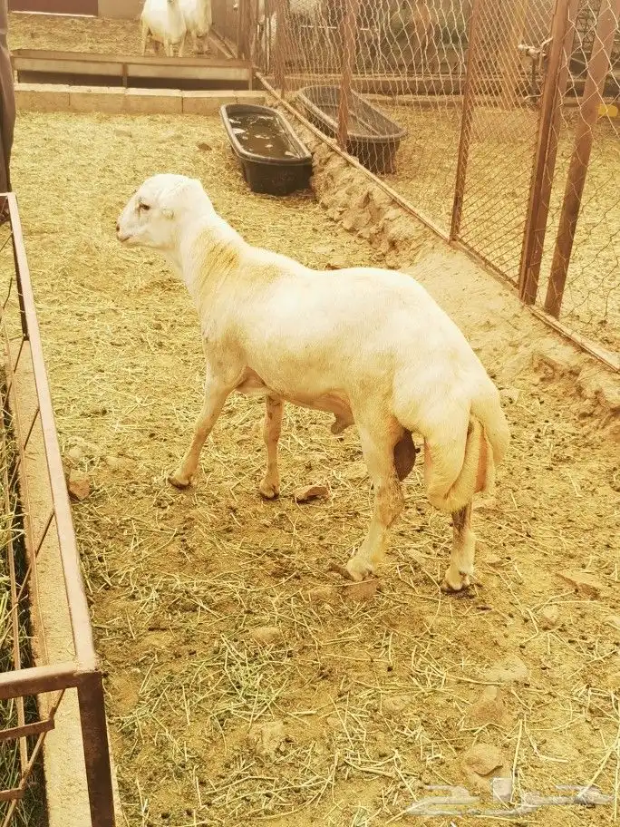 تيوس _خرفان _حري _بلدي للبيع الموقع العارضه 14