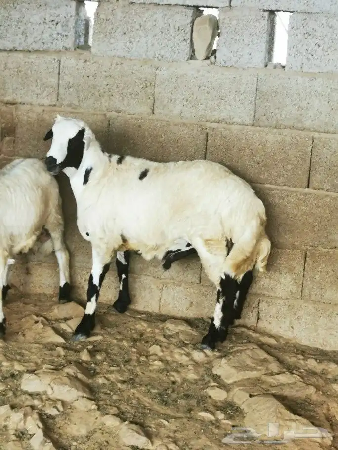 تيوس _خرفان _حري _بلدي للبيع الموقع العارضه 25