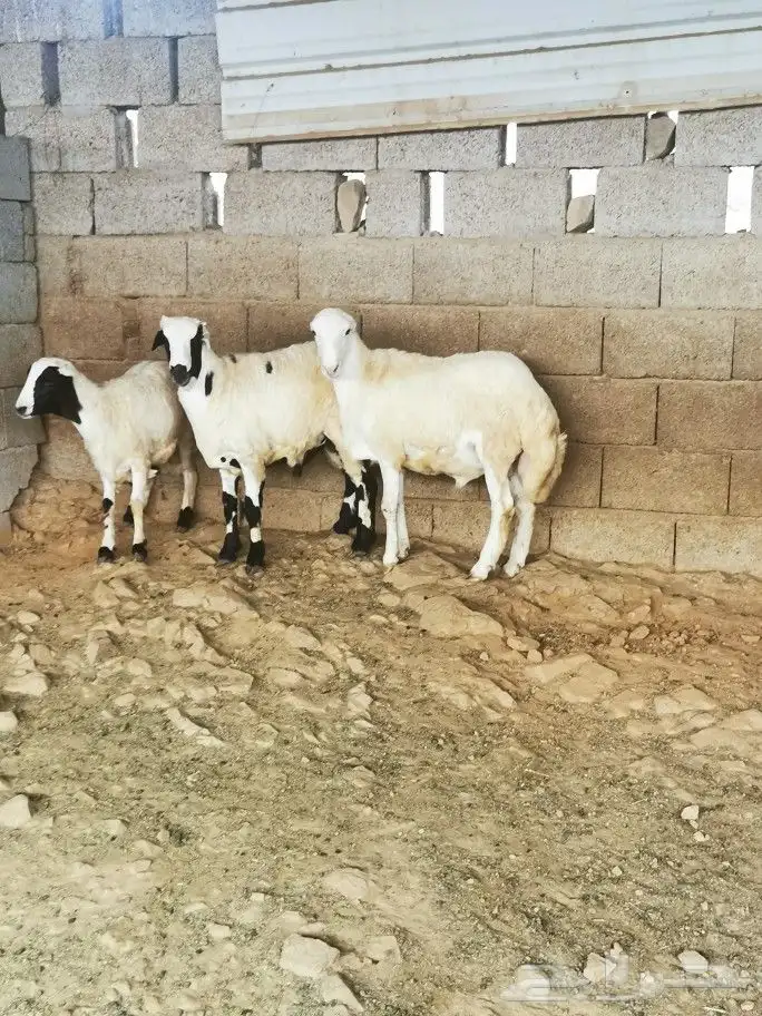 تيوس _خرفان _حري _بلدي للبيع الموقع العارضه 30