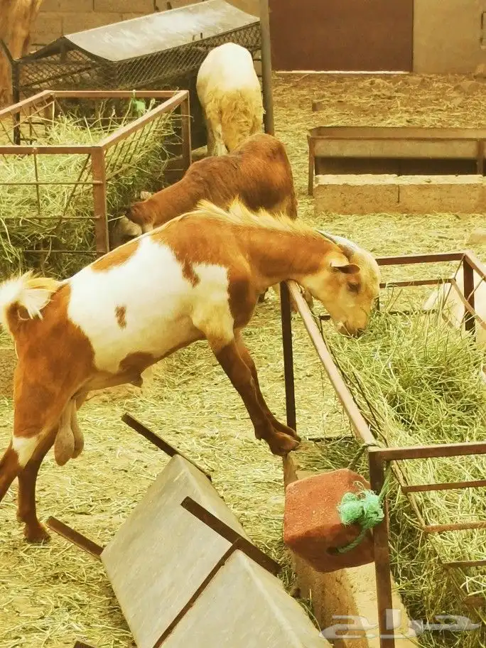 تيوس _خرفان _حري _بلدي للبيع الموقع العارضه 20