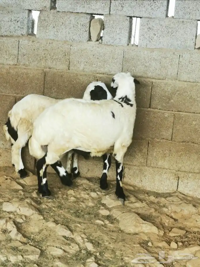 تيوس _خرفان _حري _بلدي للبيع الموقع العارضه 26