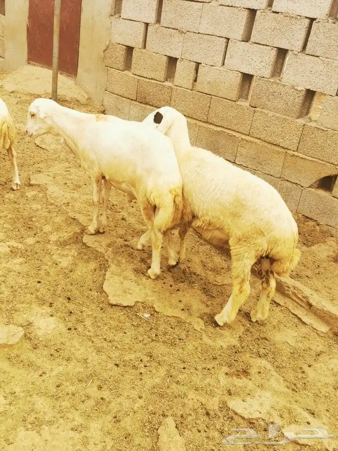 تيوس _خرفان _حري _بلدي للبيع الموقع العارضه 9