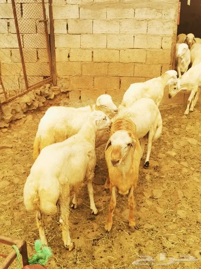 تيوس _خرفان _حري _بلدي للبيع الموقع العارضه 18