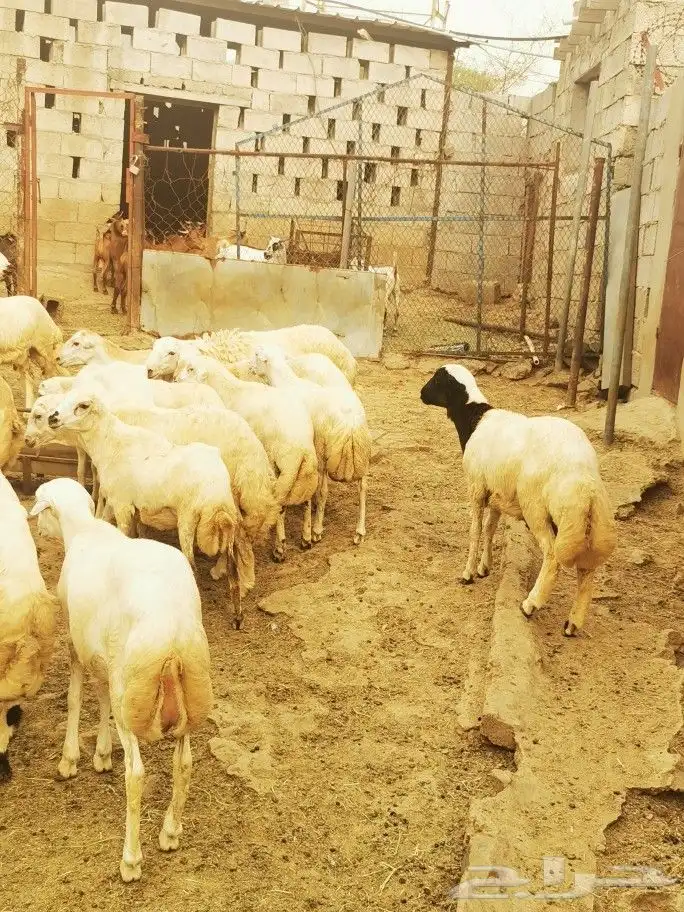 تيوس _خرفان _حري _بلدي للبيع الموقع العارضه 11