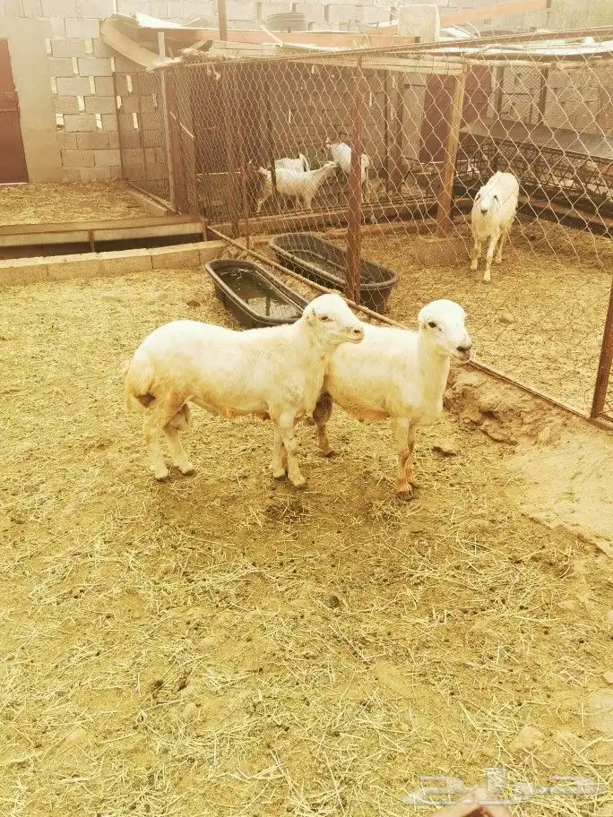 تيوس _خرفان _حري _بلدي للبيع الموقع العارضه 10