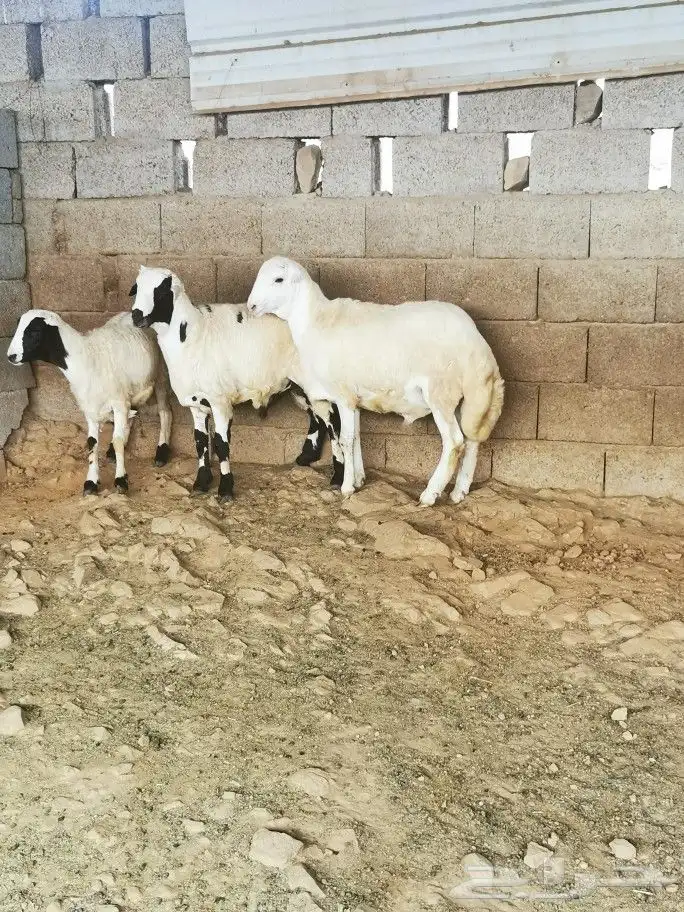 تيوس _خرفان _حري _بلدي للبيع الموقع العارضه 28