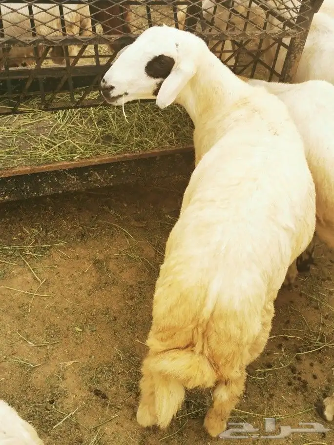 تيوس _خرفان _حري _بلدي للبيع الموقع العارضه 7