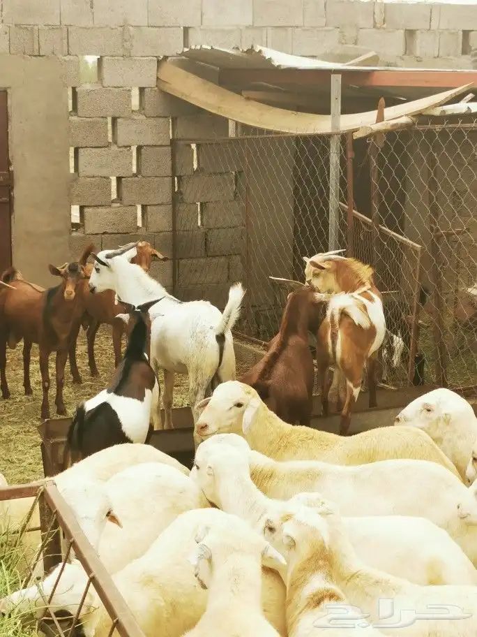 تيوس _خرفان _حري _بلدي للبيع الموقع العارضه 23