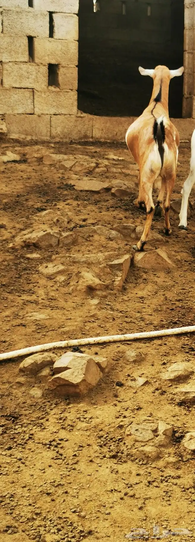 تيوس _خرفان _حري _بلدي للبيع الموقع العارضه 31