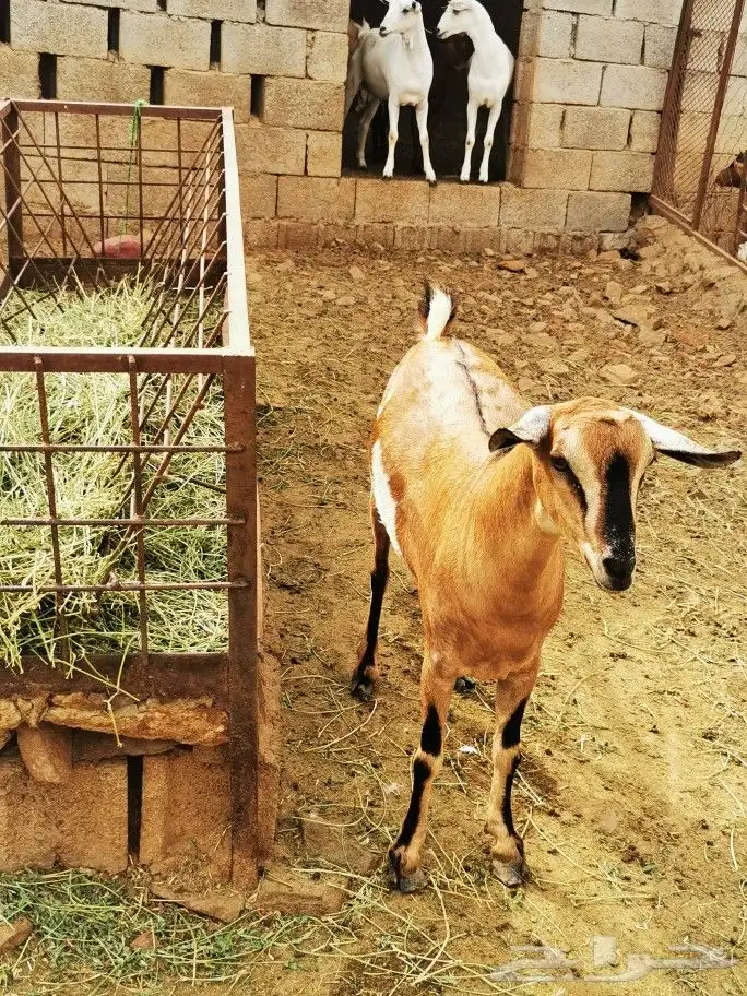 تيوس _خرفان _حري _بلدي للبيع الموقع العارضه 33