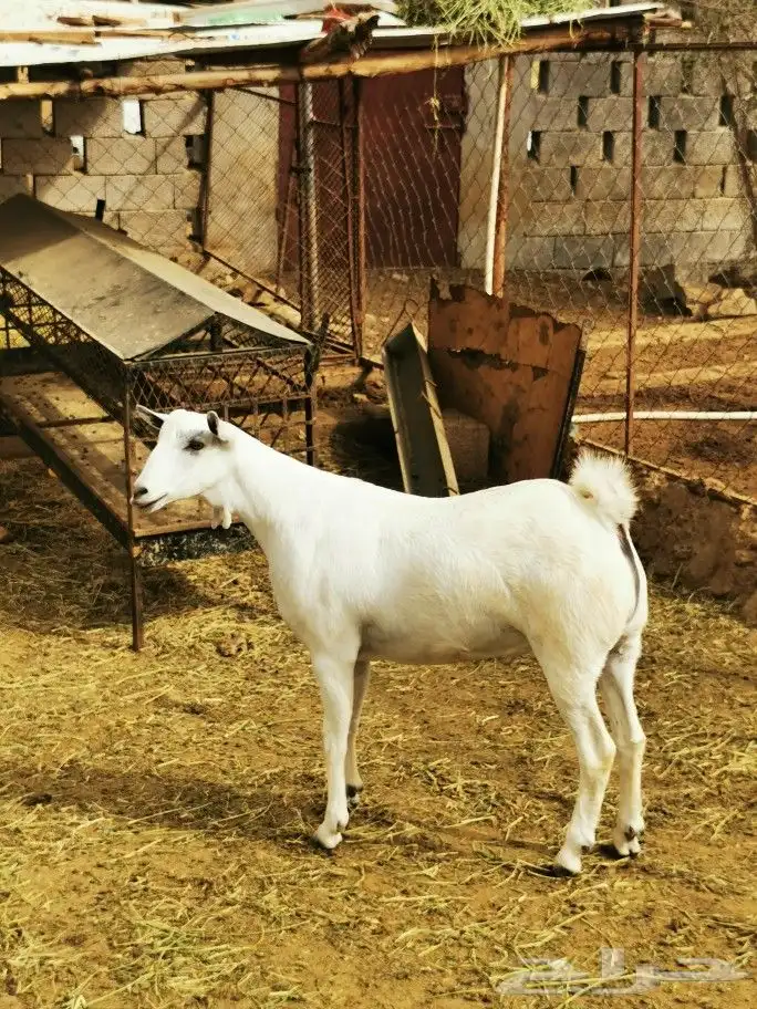 تيوس _خرفان _حري _بلدي للبيع الموقع العارضه 32