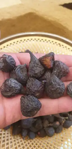 اللوز البجلي وزبيب الحماط وزبيب العنب البلدي 8