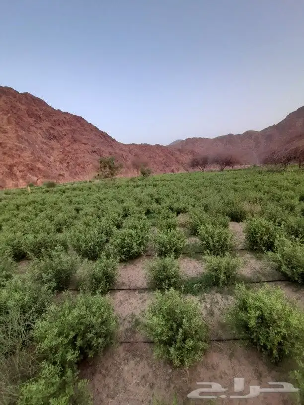 حناء ينبع مطحون 3