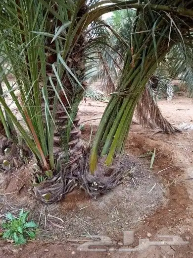 المزاحميه تبراك الجله. الطايف القرنه 4
