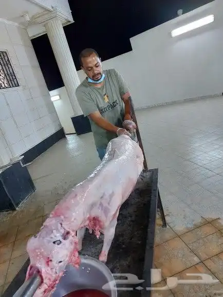 خروف علي السيخ 24