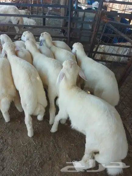 خروف علي السيخ 20