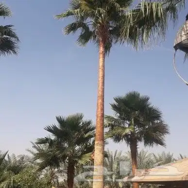 مقاول نخيل تكريب وتوريد جميع انواع النخيل 5