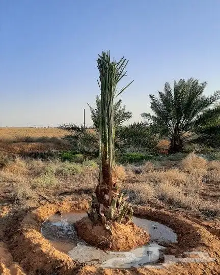 مقاول نخيل تكريب وتوريد جميع انواع النخيل 2