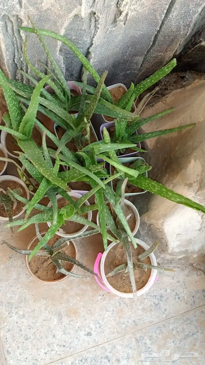 شتلات صبار صغيرة للبيع 1