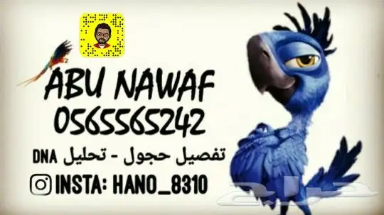 تفصيل حجول فتخات تحليل فحص DNA تاغات قلايد 1