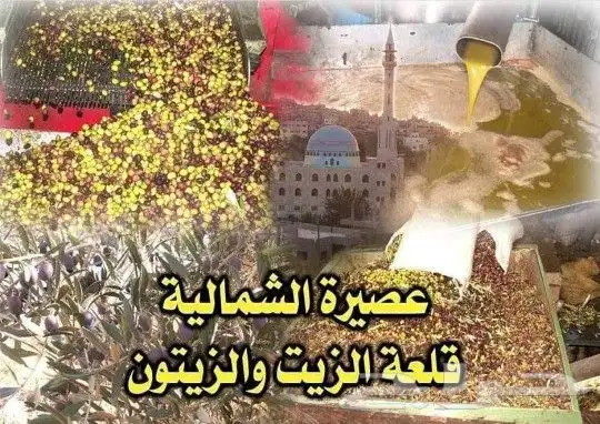زيت زيتون فلسطيني بكر لكل أرجاء المملكة 45