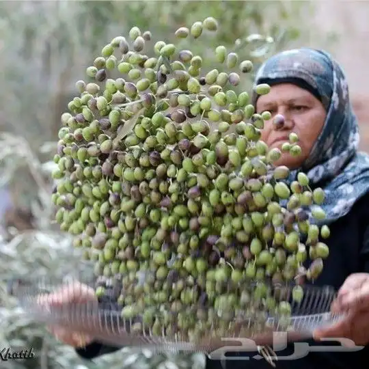 زيت زيتون فلسطيني بكر لكل أرجاء المملكة 4