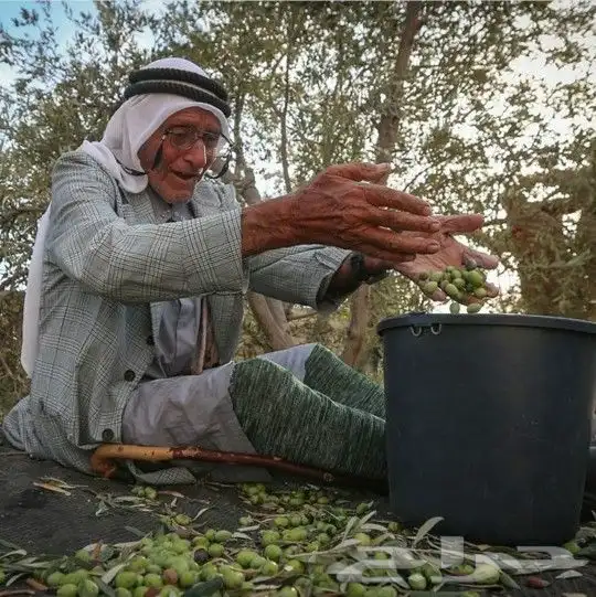 زيت زيتون فلسطيني بكر لكل أرجاء المملكة 36
