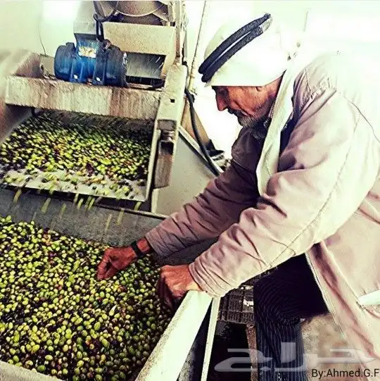 زيت زيتون فلسطيني بكر لكل أرجاء المملكة 32