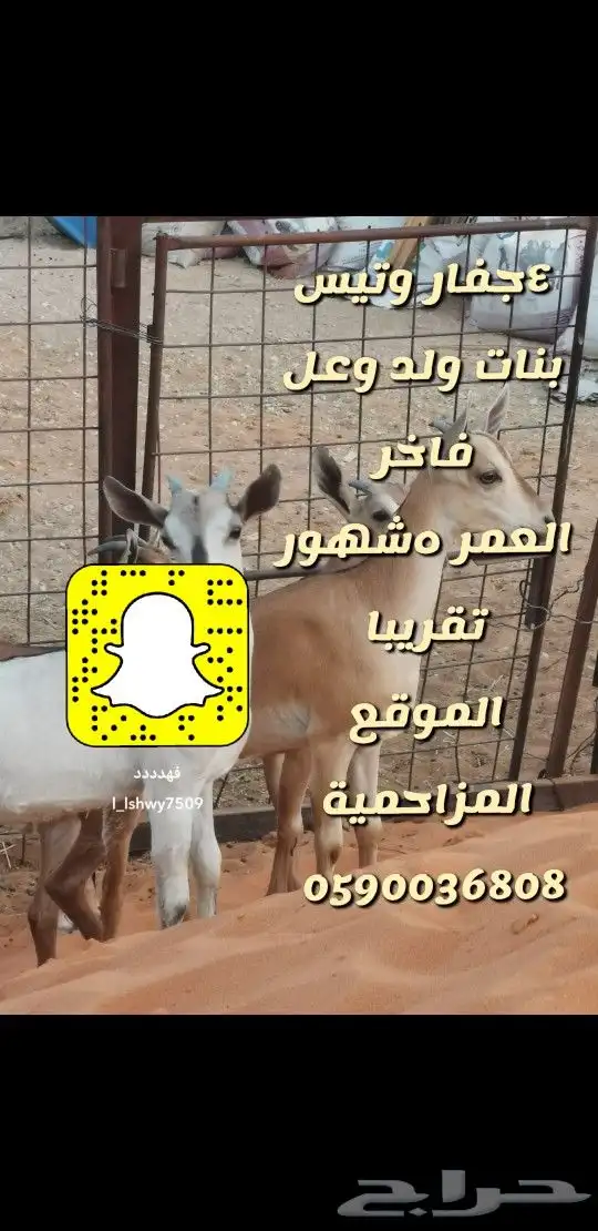 جفرات بنات ولد وعل - المزاحمية - 5