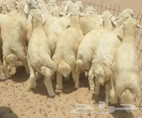 طليان ذبايح لباب البيت حري وسواكني مربى 5