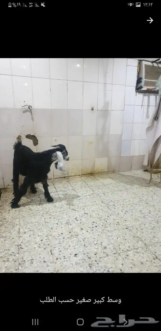 طليان ذبايح لباب البيت حري وسواكني مربى 9