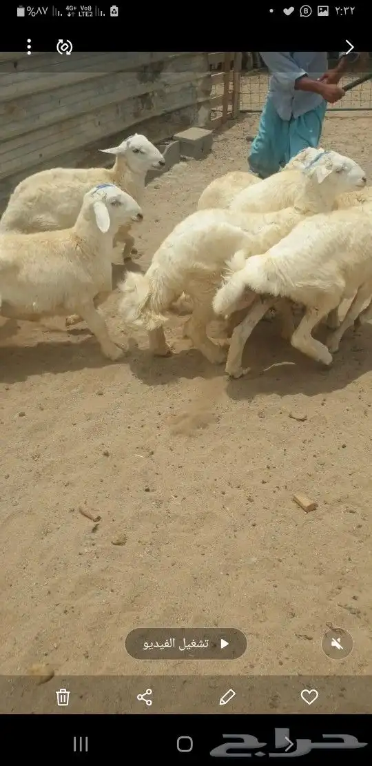 طليان ذبايح لباب البيت حري وسواكني مربى 4