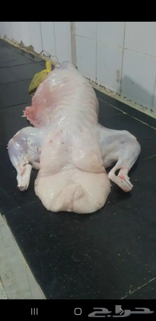 طليان ذبايح لباب البيت حري وسواكني مربى 1