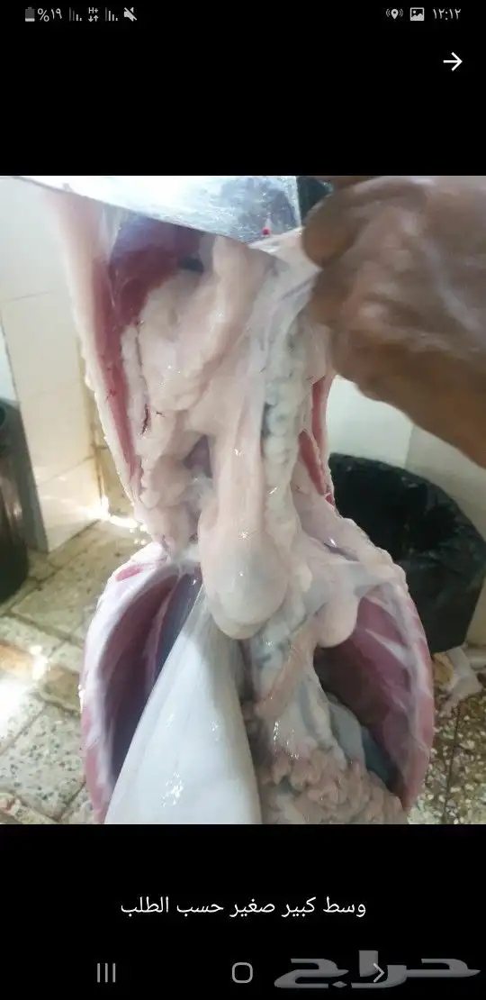 طليان ذبايح لباب البيت حري وسواكني مربى 8