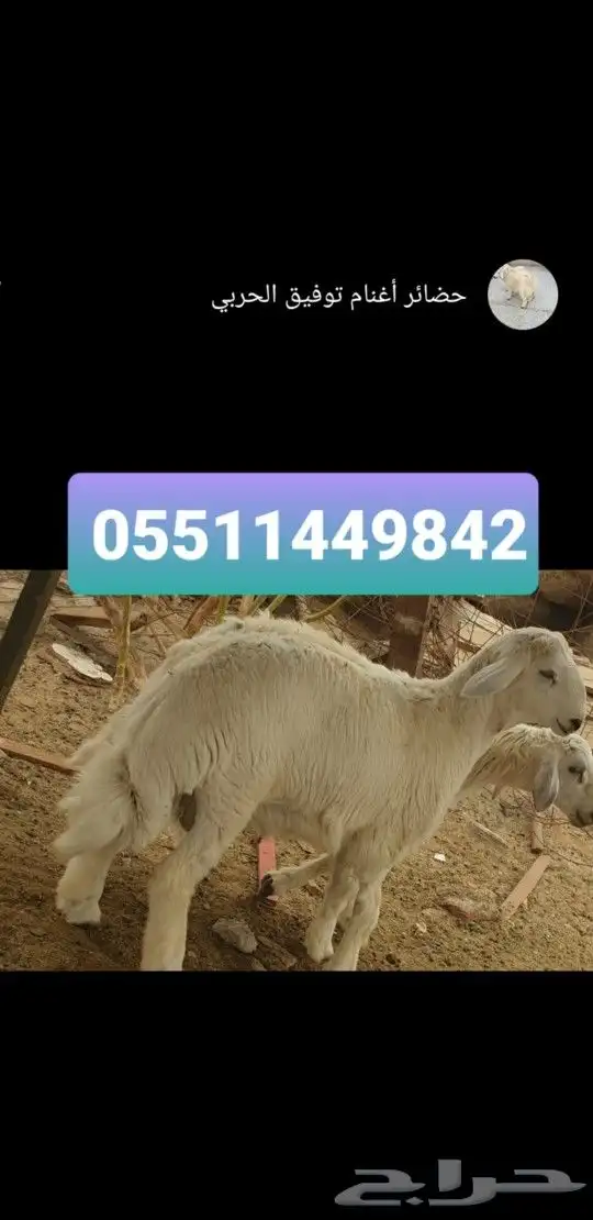 طليان ذبايح لباب البيت حري وسواكني مربى 7