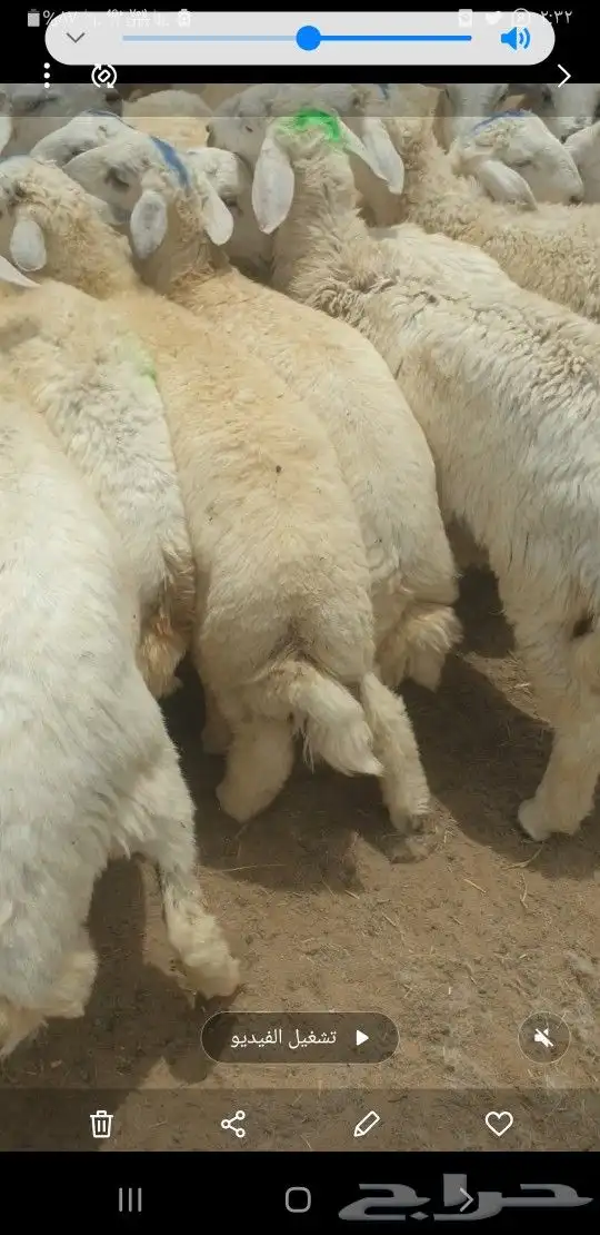 طليان ذبايح لباب البيت حري وسواكني مربى 3