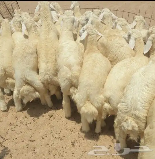 طليان ذبايح لباب البيت حري وسواكني مربى 0